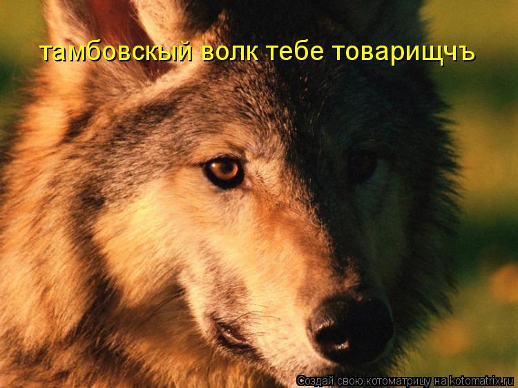 Котоматрица: тамбовскый волк тебе товарищчъ