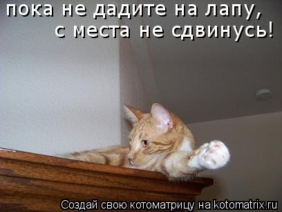 пока не дадите на лапу, с места не сдвинусь!... Котоматрица: пока не дадите на лапу, с места не сдвинусь!
