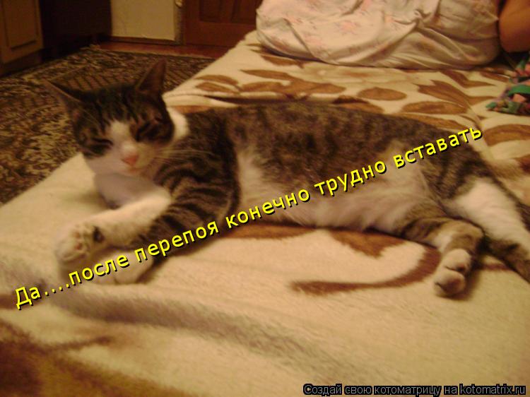 Да....после перепоя конечно трудно вставать... Котоматрица: Да....после перепоя конечно трудно вставать