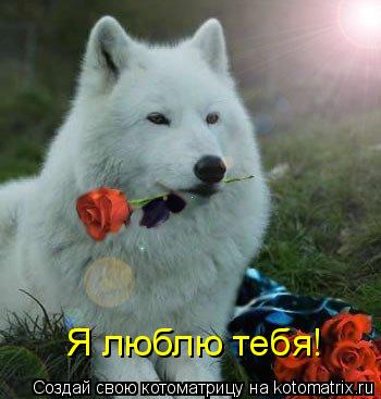 Я люблю тебя!... Котоматрица: Я люблю тебя!