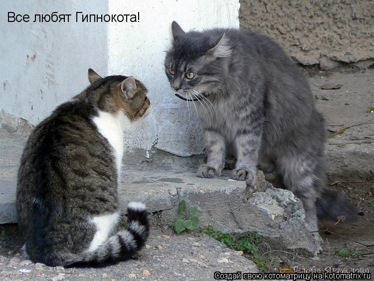 Котоматрица: Все любят Гипнокота!