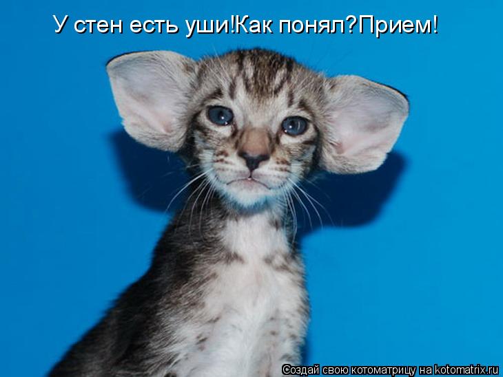 У стен есть уши!Как понял?Прием!... Котоматрица: У стен есть уши!Как понял?Прием!