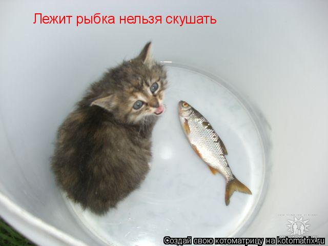 Котоматрица: Лежит рыбка нельзя скушать