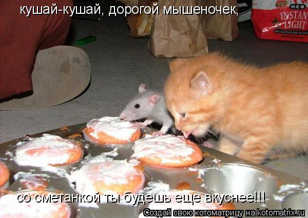 Котоматрица: кушай-кушай, дорогой мышеночек, со сметанкой ты будешь еще вкуснее!!!
