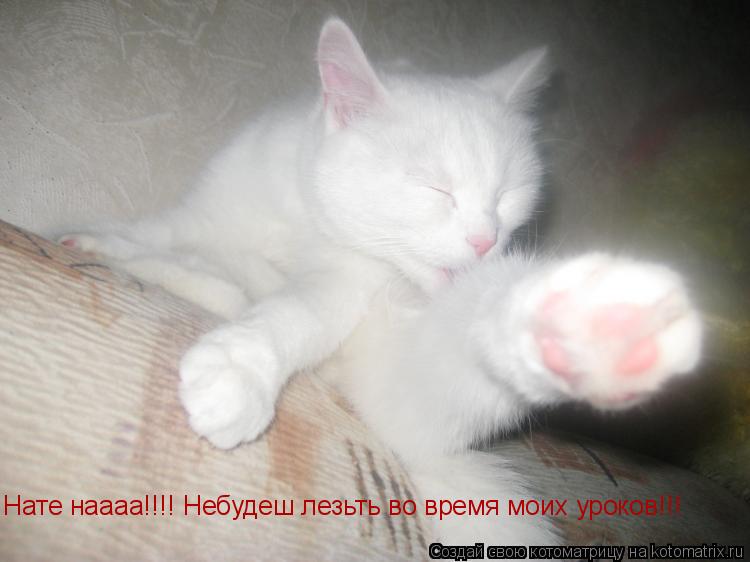 Котоматрица: Нате наааа!!!! Небудеш лезьть во время моих уроков!!!