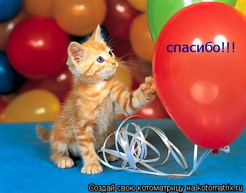 спасибо!!!... Котоматрица: спасибо!!!