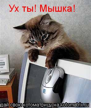 Ух ты! Мышка!... Котоматрица: Ух ты! Мышка!