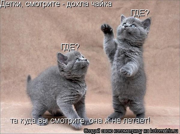 Котоматрица: Детки, смотрите - дохла чайка ГДЕ? ГДЕ? та куда вы смотрите, она ж не летает!