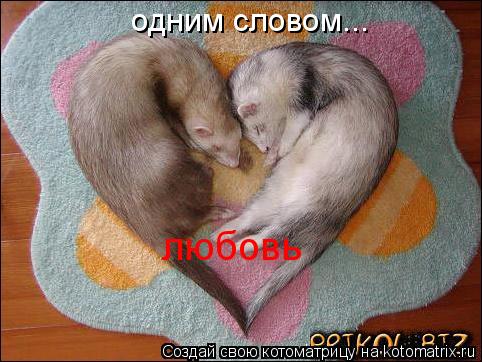 Котоматрица: одним словом... любовь