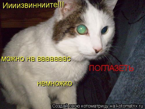 Иииизвинниите!!! можно на ваааааас немножко ПОГЛАЗЕТЬ... Котоматрица: Иииизвинниите!!! можно на ваааааас немножко ПОГЛАЗЕТЬ