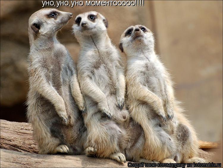 уно,уно,уно моментооооо!!!!... Котоматрица: уно,уно,уно моментооооо!!!!