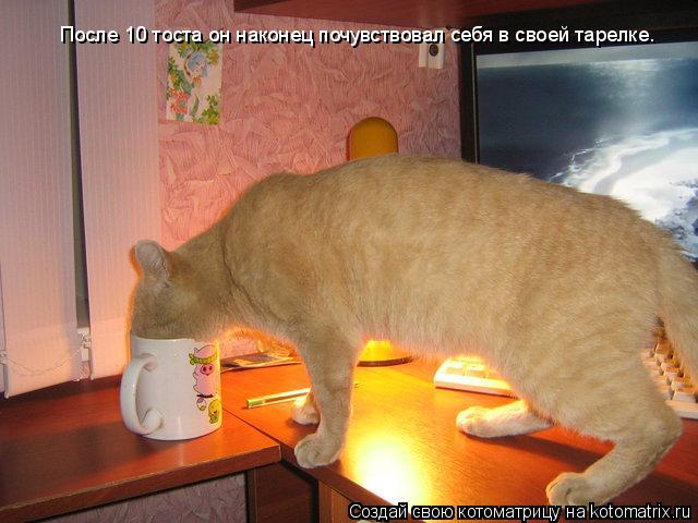 Котоматрица: После 10 тоста он наконец почувствовал себя в своей тарелке.