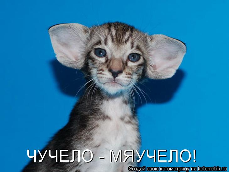 Котоматрица: ЧУЧЕЛО - МЯУЧЕЛО!