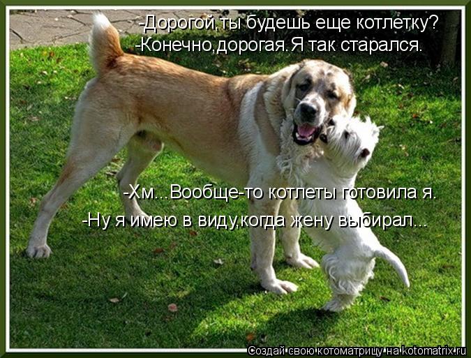 Котоматрица: -Дорогой,ты будешь еще котлетку? -Конечно,дорогая.Я так старался. -Хм...Вообще-то котлеты готовила я. -Ну я имею в виду,когда жену выбирал...