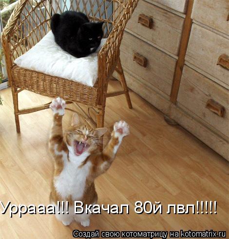 Уррааа!!! Вкачал 80й лвл!!!!!... Котоматрица: Уррааа!!! Вкачал 80й лвл!!!!!