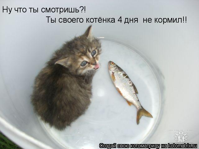 Котоматрица: Ну что ты смотришь?! Ты своего котёнка 4 дня  не кормил!!