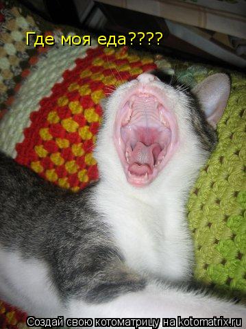 Котоматрица: Где моя еда????