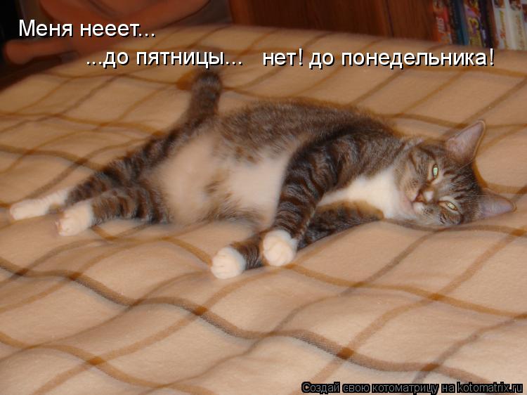 Меня нееет... ...до пятницы... нет! до понедельника!... Котоматрица: Меня нееет... ...до пятницы... нет! до понедельника!