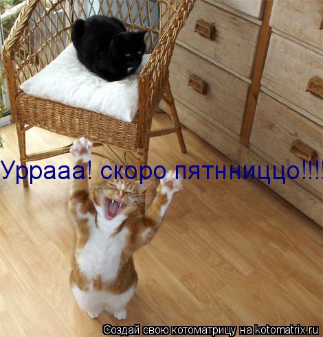 Уррааа! скоро пятнниццо!!!!... Котоматрица: Уррааа! скоро пятнниццо!!!!