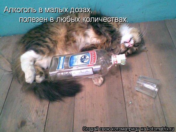 Алкоголь в малых дозах, полезен в любых количествах.... Котоматрица: Алкоголь в малых дозах, полезен в любых количествах.