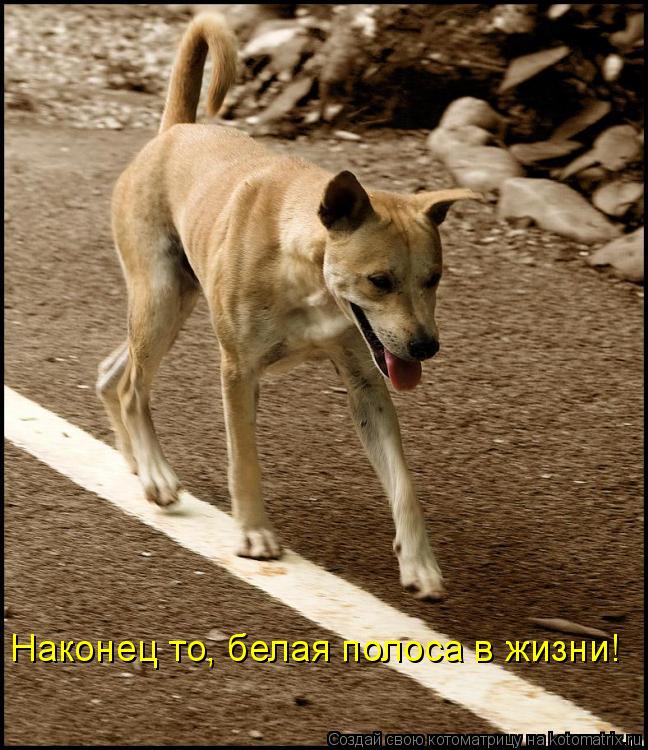 Наконец то, белая полоса в жизни!... Котоматрица: Наконец то, белая полоса в жизни!