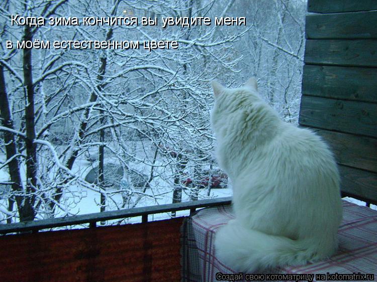Когда зима кончится вы увидите меня Когда зима кончится вы увидите меня в моём естественном цвете... Котоматрица: Когда зима кончится вы увидите меня Когда зима кончится вы увидите меня в моём естественном цвете