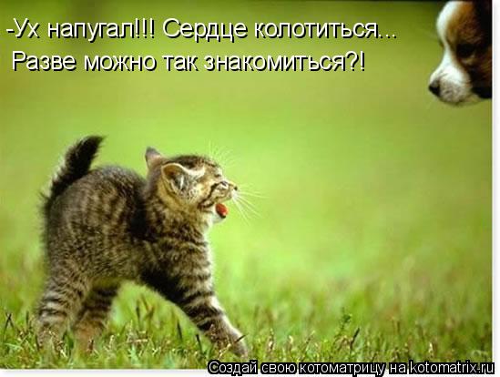 -Ух напугал!!! Сердце колотиться... Разве можно так знакомиться?!... Котоматрица: -Ух напугал!!! Сердце колотиться... Разве можно так знакомиться?!