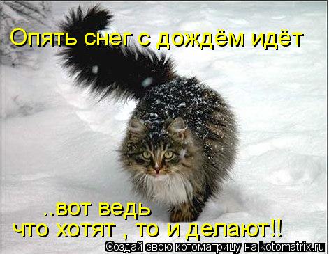 Котоматрица: Опять снег с дождём идёт ..вот ведь что хотят , то и делают!!