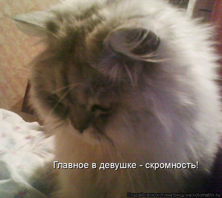 Котоматрица: Главное в девушке - скромность!
