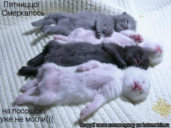 Пятниццо! Смеркалось... на посошок уже не могли(((... Котоматрица: Пятниццо! Смеркалось... на посошок уже не могли(((