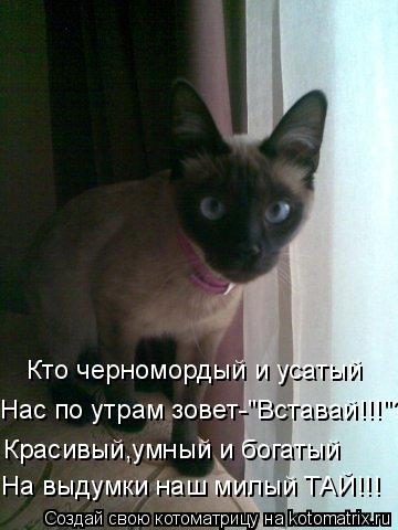Кто черномордый и усатый Нас по утрам зовет-"Вставай!!!"? Красивый,умный и богатый На выдумки на... Котоматрица: Кто черномордый и усатый Нас по утрам зовет-"Вставай!!!"? Красивый,умный и богатый На выдумки наш милый ТАЙ!!!
