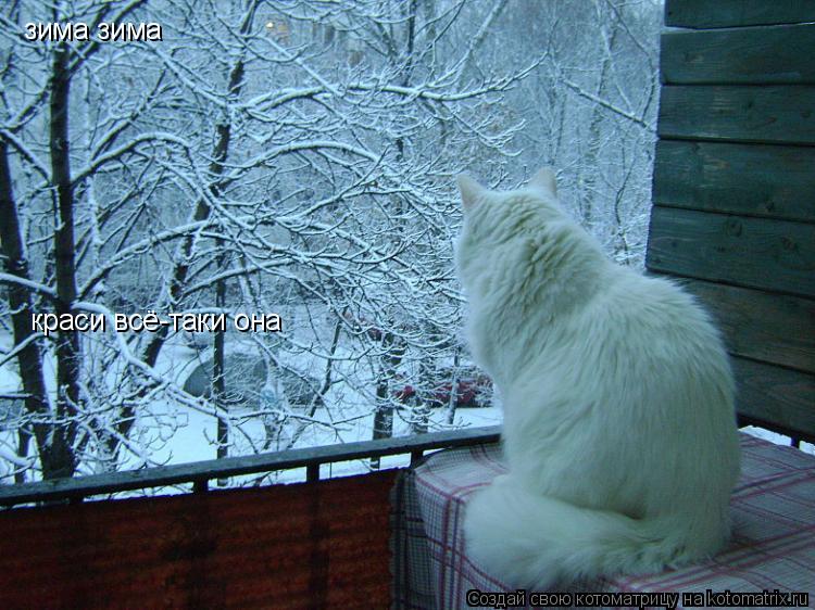 Котоматрица: зима зима краси всё-таки она