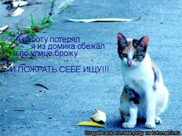 Котоматрица: я работу потерял я из домика сбежал я по улице брожу И ПОЖРАТЬ СЕБЕ ИЩУ!!!
