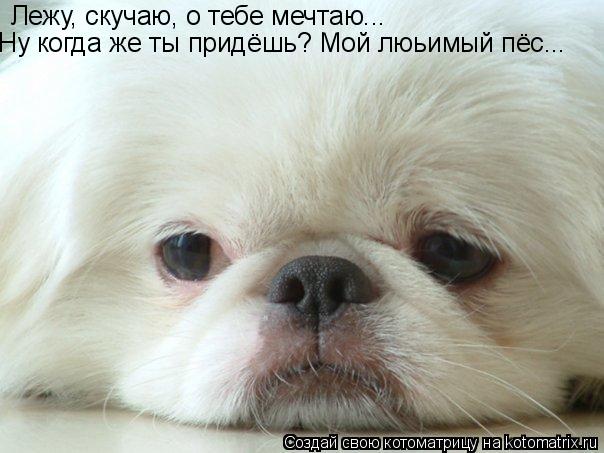 Лежу, скучаю, о тебе мечтаю... Ну когда же ты придёшь? Мой люьимый пёс...... Котоматрица: Лежу, скучаю, о тебе мечтаю... Ну когда же ты придёшь? Мой люьимый пёс...