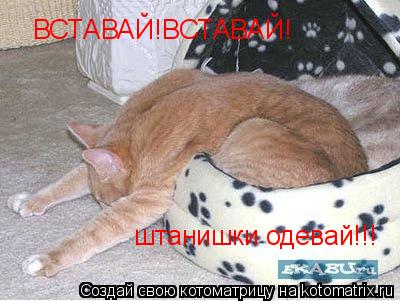 ВСТАВАЙ!ВСТАВАЙ! штанишки одевай!!!... Котоматрица: ВСТАВАЙ!ВСТАВАЙ! штанишки одевай!!!