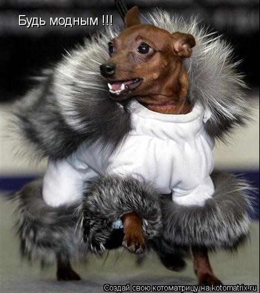 Будь модным !!!... Котоматрица: Будь модным !!!