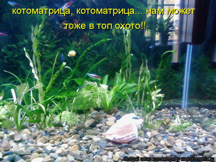 котоматрица, котоматрица... нам может тоже в топ охото!!... Котоматрица: котоматрица, котоматрица... нам может тоже в топ охото!!
