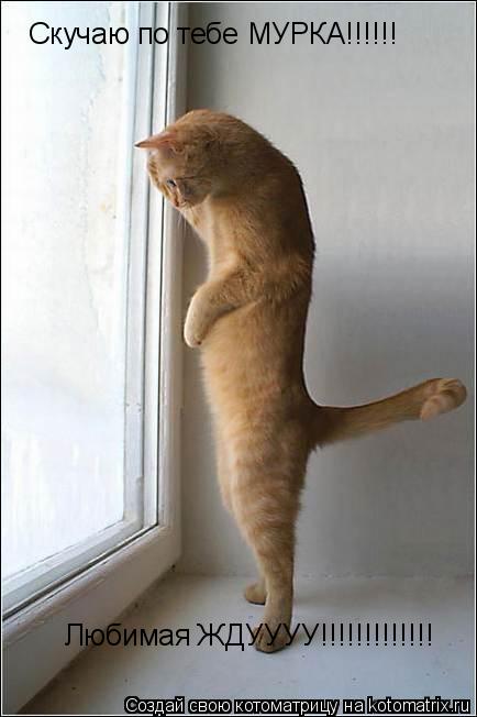 Котоматрица: Скучаю по тебе МУРКА!!!!!! Любимая ЖДУУУУ!!!!!!!!!!!!!