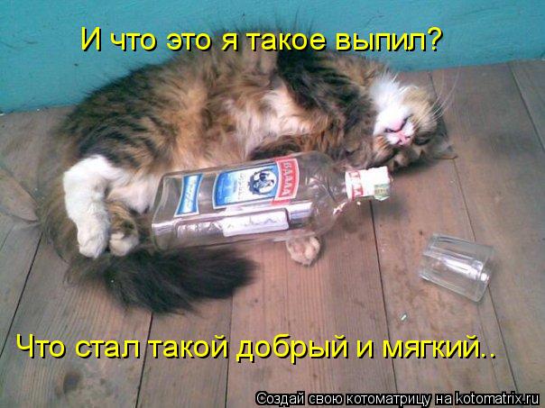И что это я такое выпил? Что стал такой добрый и мягкий..... Котоматрица: И что это я такое выпил? Что стал такой добрый и мягкий..
