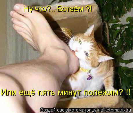 Котоматрица: Ну что?.. Встаём ?! Или ещё пять минут полежим? !!