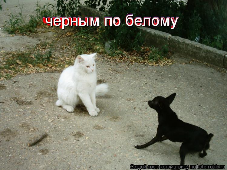 черным по белому... Котоматрица: черным по белому