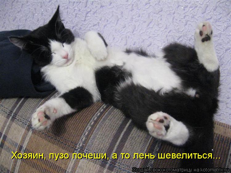 Хозяин, пузо почеши, а то лень шевелиться...... Котоматрица: Хозяин, пузо почеши, а то лень шевелиться...
