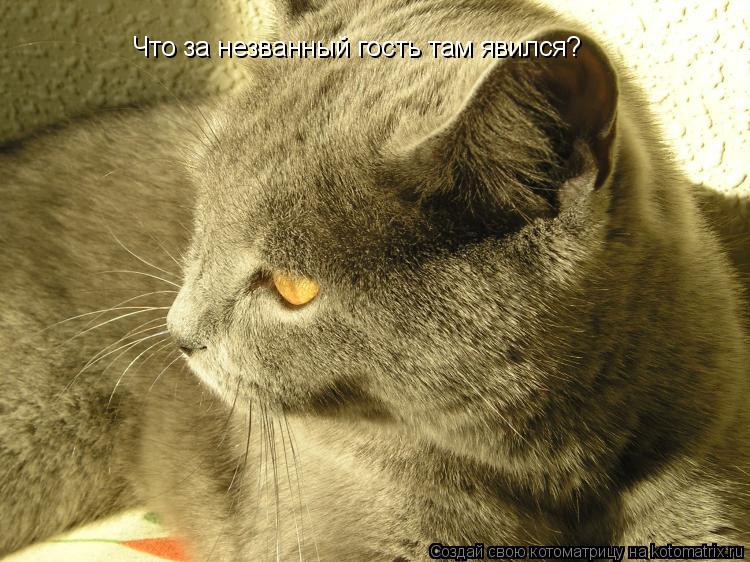 Что за незванный гость там явился?... Котоматрица: Что за незванный гость там явился?