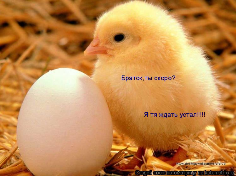 Браток,ты скоро? Я тя ждать устал!!!!... Котоматрица: Браток,ты скоро? Я тя ждать устал!!!!