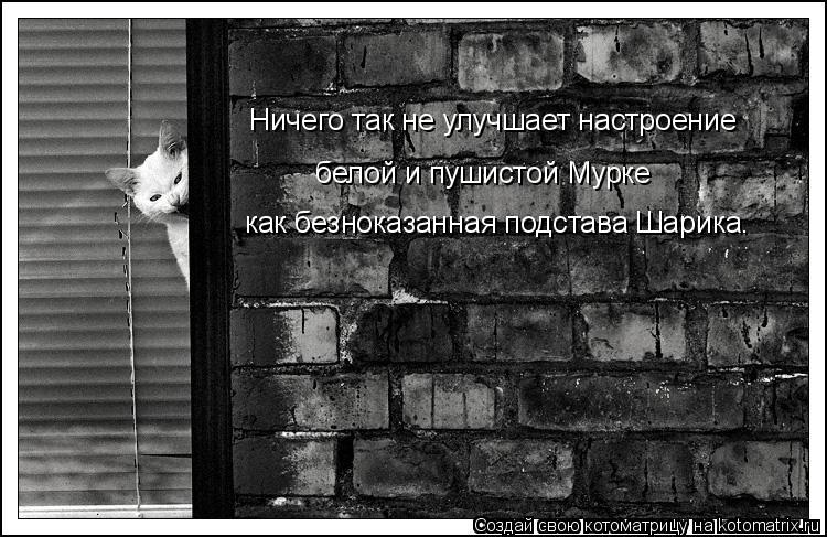 Котоматрица: Ничего так не улучшает настроение белой и пушистой Мурке как безноказанная подстава Шарика.