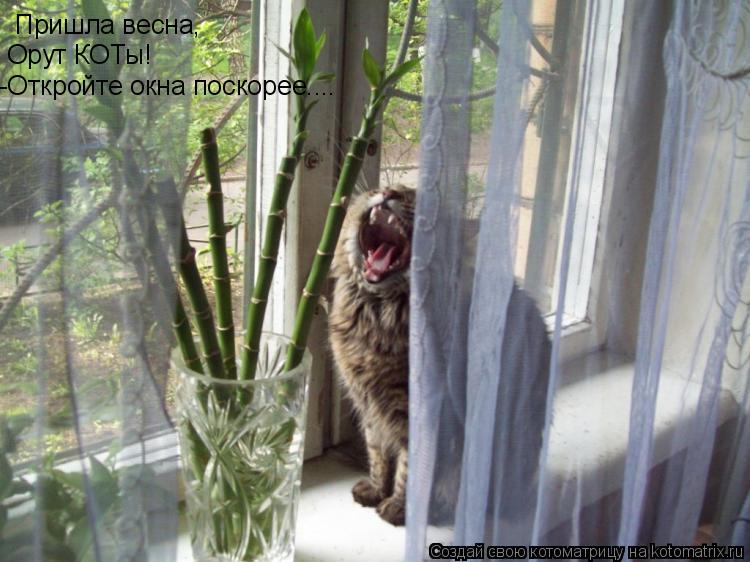 Пришла весна, Орут КОТы! -Откройте окна поскорее....... Котоматрица: Пришла весна, Орут КОТы! -Откройте окна поскорее....