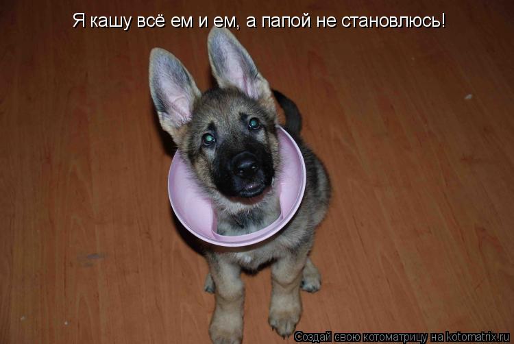 Котоматрица: Я кашу всё ем и ем, а папой не становлюсь!