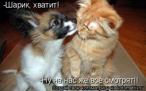 Котоматрица: -Шарик, хватит!  -Ну на нас же все смотрят!!