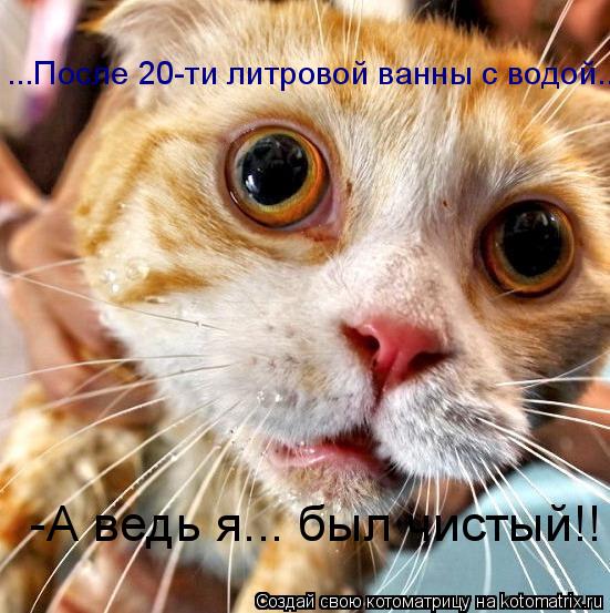 ...После 20-ти литровой ванны с водой.. -А ведь я... был чистый!!... Котоматрица: ...После 20-ти литровой ванны с водой.. -А ведь я... был чистый!!
