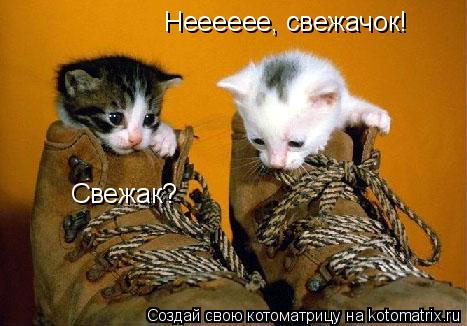 Свежак? Нееееее, свежачок!... Котоматрица: Свежак? Нееееее, свежачок!